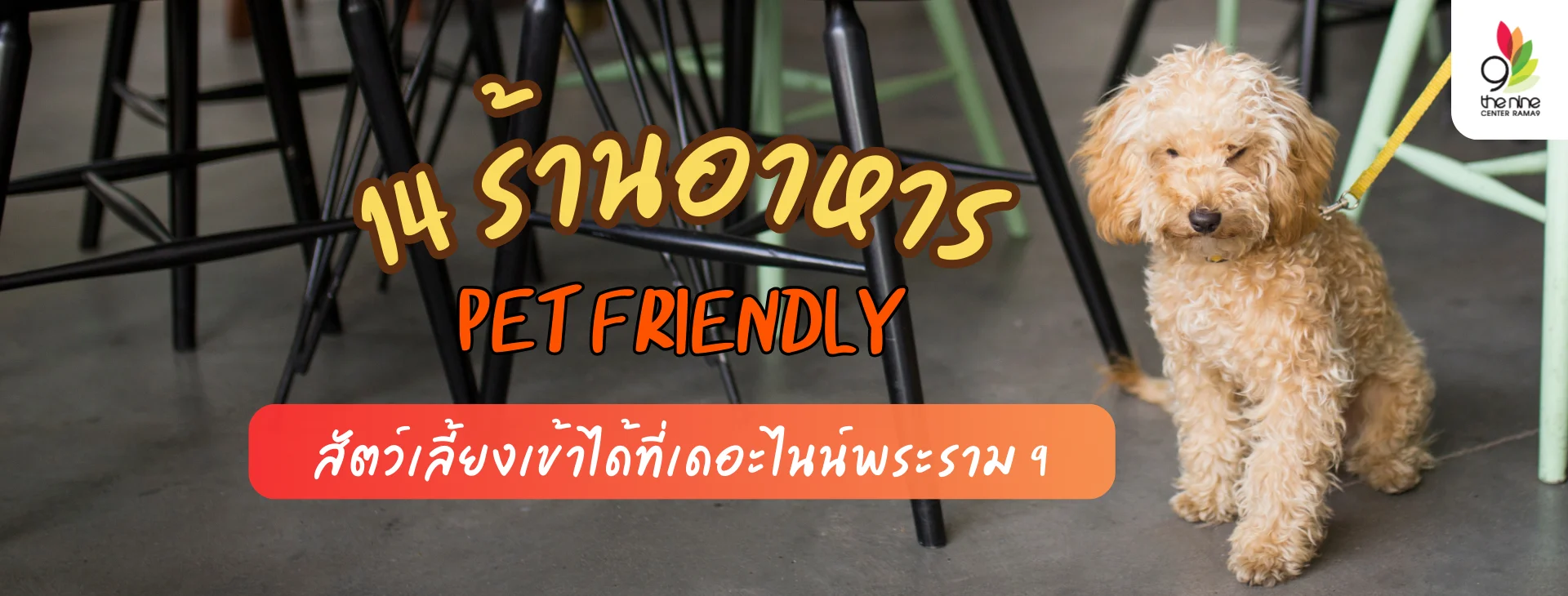 รวม 14 ร้านอาหาร Pet Friendly หมาแมวจอยได้ ที่เดอะไนน์พระราม 9