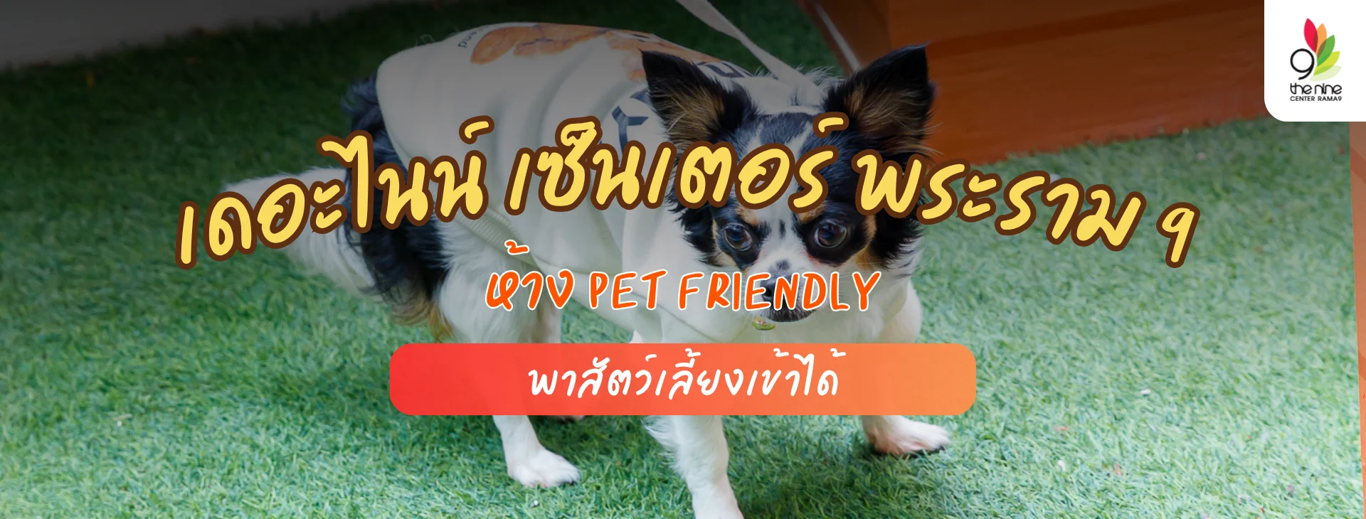 เดอะไนน์ เซ็นเตอร์ พระราม 9 ห้าง Pet Friendly เพื่อนซี้สี่ขาต้องเลิฟ