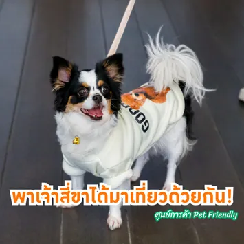 เปิดโลกให้น้องหมาแมวได้มาเที่ยวด้วยกัน!