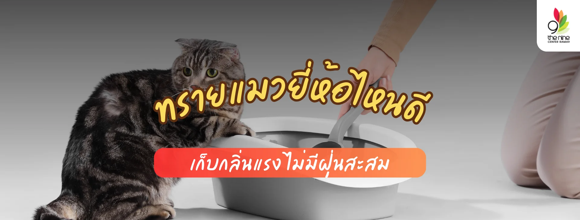 คัดให้แล้ว 7 ทรายแมวยี่ห้อไหนดี เก็บกลิ่นแรง ไม่มีฝุ่นสะสม