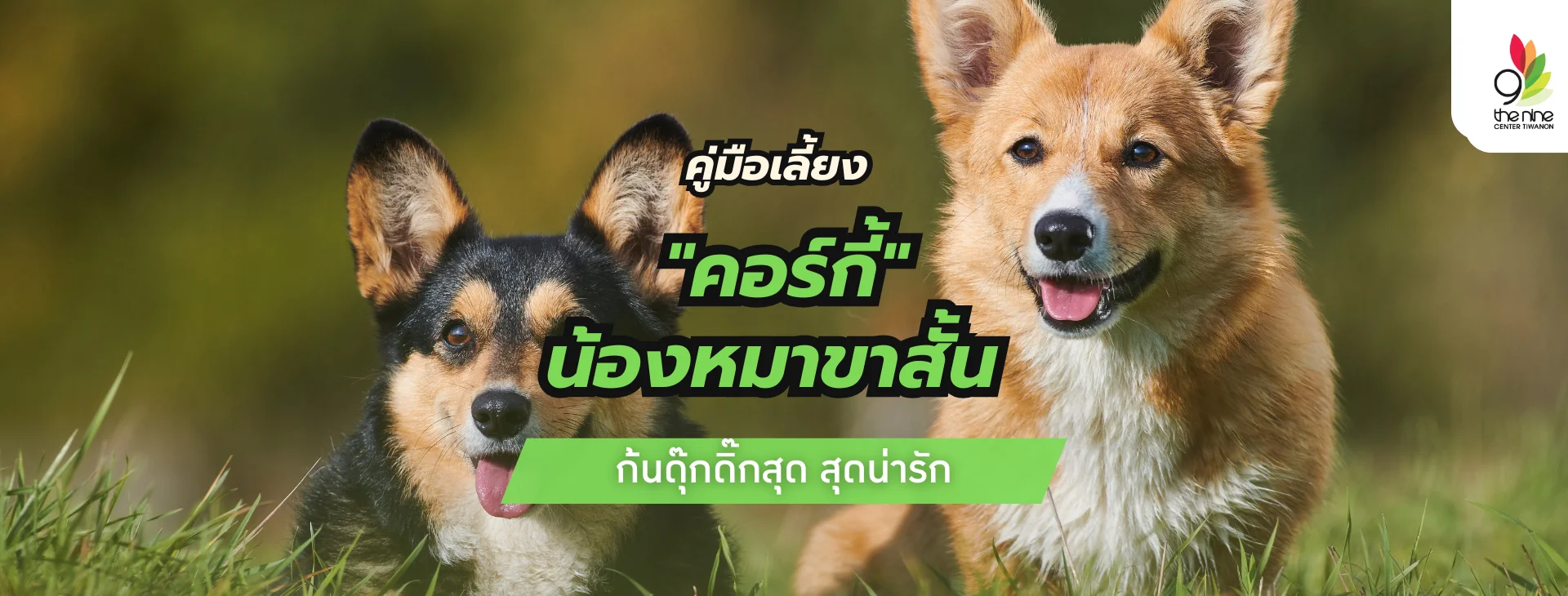 คู่มือเลี้ยงคอร์กี้แบบเข้าใจง่ายทั้งเรื่องอาหารและการดูแล