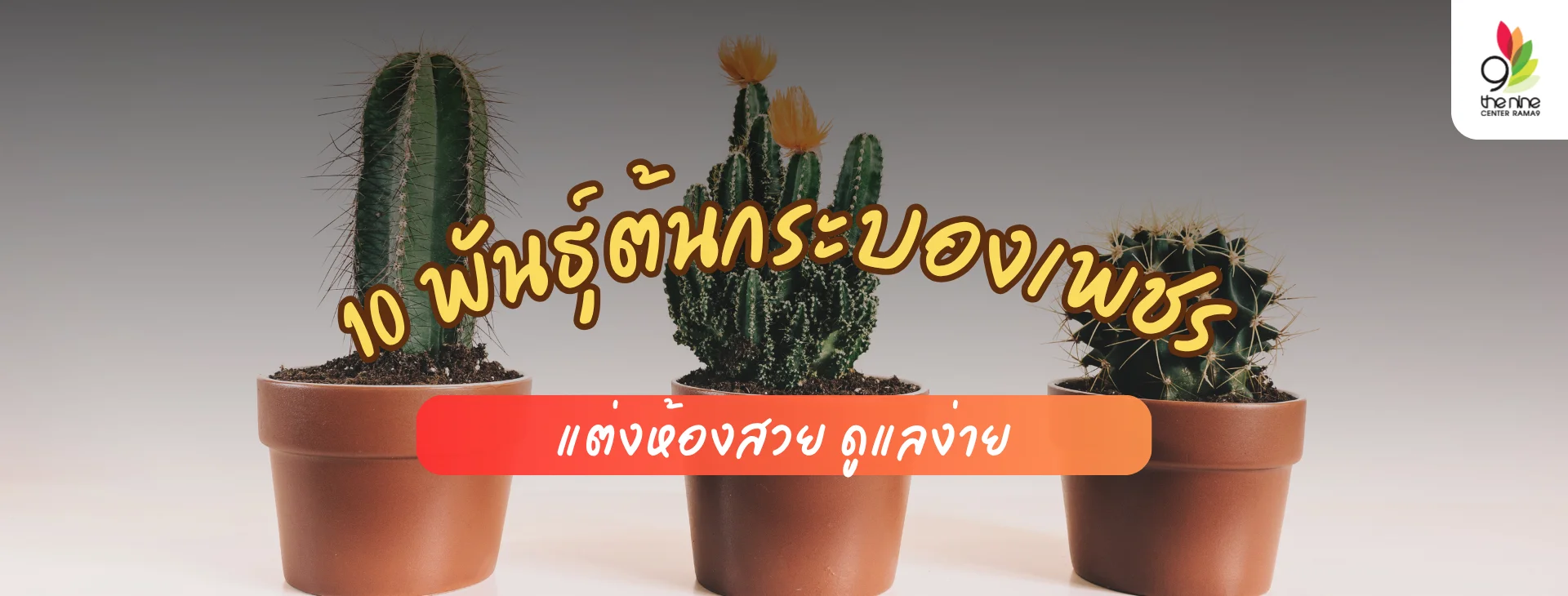 รวมพันธุ์ต้นกระบองเพชรน่าปลูก เปลี่ยนมุมห้องให้สวยสดใส